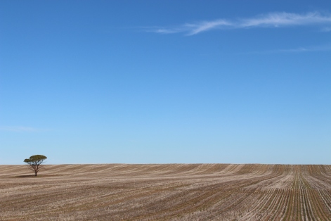 South Australia harvested wheat fields